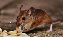 24 Hour & Emergency Exterminators in Klamath Falls, OR